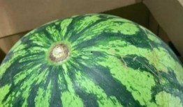 真假血爵吃瓜,宫廷秘闻里的吃瓜盛宴