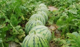 吊瓜用不用掐尖吃瓜,掐尖与否，美味尽在掌握之间