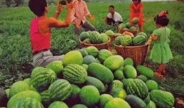 可以吃瓜了吗,一场关于网络热词的趣味探讨