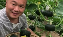 贝贝小瓜怎么吃,轻松解锁美味新体验