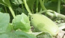 南疆吃瓜,探寻新疆特色美食之旅