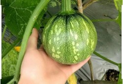 河南交院吃瓜,揭秘校园风云录