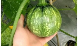 河南交院吃瓜,揭秘校园风云录