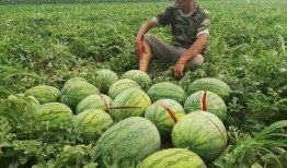 网上吃瓜的结果,揭秘近期热门吃瓜事件背后的真相