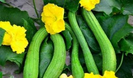 梦到瓜秧旺盛摘瓜吃,丰收喜悦的摘瓜体验