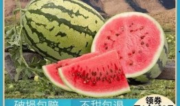 以前吃瓜和最近吃瓜一样吗,从古至今，吃瓜热情依旧