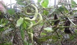 吃蛇瓜好处,揭秘吃蛇瓜的五大神奇好处