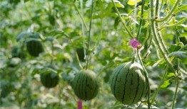 滨州博兴吃瓜事件,一场网络热议背后的真相探寻