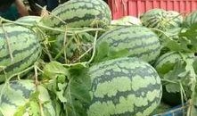 专业吃瓜户001,揭秘娱乐圈幕后真相