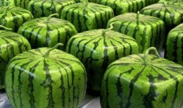 于会长吃瓜,揭秘娱乐圈幕后风云