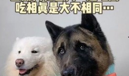 萌宠也吃瓜,一起看看宠物界的“吃瓜”风云