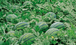 诺诺酱吃瓜群,揭秘娱乐圈幕后故事