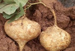 土瓜怀孕可以吃吗,孕期安全食用解析