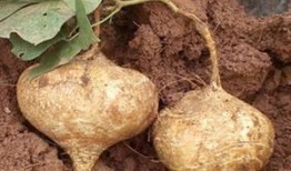 土瓜怀孕可以吃吗,孕期安全食用解析