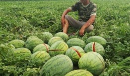 吃真人瓜,揭秘真人瓜背后的真相与争议