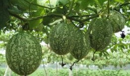 吊瓜用不用掐尖吃瓜,掐尖与否，美味尽在掌握之间