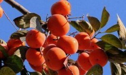 吃瓜可以吃柿子吗,揭秘夏日消暑美食的搭配之道