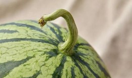 只吃瓜不说瓜,静观瓜事，不言而喻