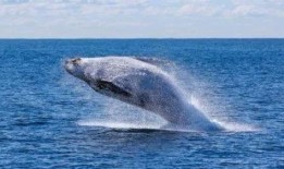 鲸鱼被迫吃瓜视频,一场海洋生物的生存困境