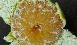 小孩吃咳嗽籽瓜,小孩食用后的神奇疗效与注意事项