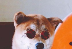 吃瓜的二狗子,揭秘娱乐圈幕后真相