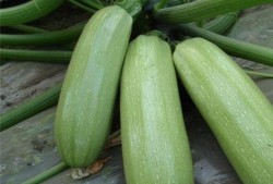 泉州吃瓜的好处,品味夏日清凉，解锁地方美食魅力