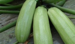 泉州吃瓜的好处,品味夏日清凉，解锁地方美食魅力