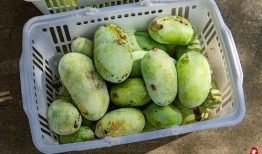 ppc泡泡吃瓜网,揭秘PPC广告背后的秘密与技巧