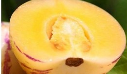 茄瓜孕妇可以吃,茄瓜——孕妇的理想食材