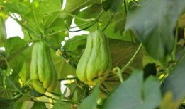 喂鸡吃佛手瓜,喂鸡新食趣谈