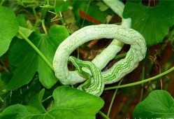 吃蛇瓜好处,揭秘吃蛇瓜的五大神奇好处