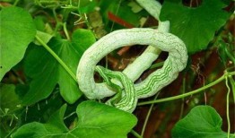 吃蛇瓜好处,揭秘吃蛇瓜的五大神奇好处