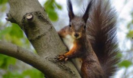 魔王松鼠吃瓜,魔王松鼠的奇幻瓜园冒险记