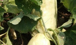 吃瓜的拼音,揭秘“吃瓜”背后的故事