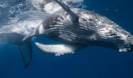 鲸鱼被迫吃瓜视频,一场海洋生物的生存困境