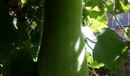 郑面人物吃瓜,揭秘娱乐圈幕后故事