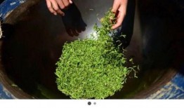 吃瓜绿茶精,网络现象背后的心理与社会解读