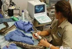 蟒蛇的吃瓜,揭秘蟒蛇如何享用美味的瓜果