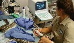 蟒蛇的吃瓜,揭秘蟒蛇如何享用美味的瓜果