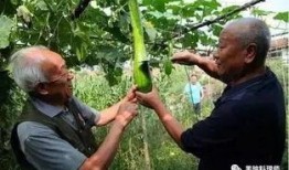 山东潍坊吃瓜被砍