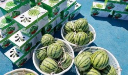 子安吃瓜,揭秘娱乐圈幕后故事