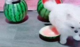 萌宠也吃瓜,一起看看宠物界的“吃瓜”风云