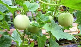 陕西吃瓜事件,一场网络热议背后的真相与反思