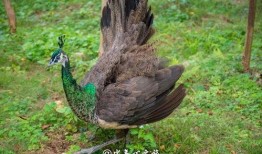 孔雀吃两瓜,两瓜盛宴的诱惑之旅