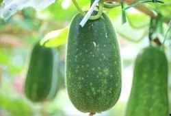 天热得吃瓜,消暑必备——天热吃瓜指南