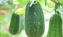 天热得吃瓜,消暑必备——天热吃瓜指南