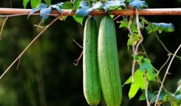 吃瓜第三波,揭秘娱乐圈最新热点事件