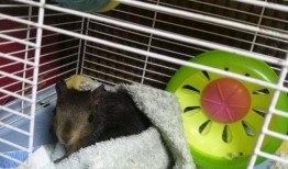 魔王松鼠吃瓜,魔王松鼠的奇幻瓜园冒险记