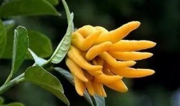 佛手玉女瓜怎么吃,养生美食的精致享受