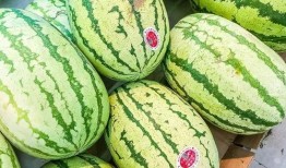 只吃瓜不说瓜,静观瓜事，不言而喻